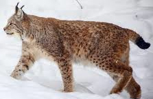 Ilves - Lynx lynx